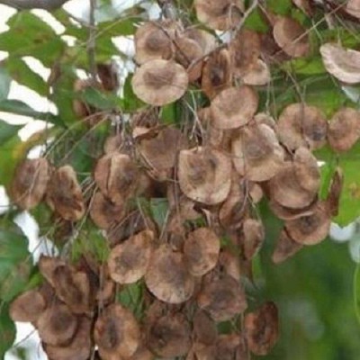 Sjeme Lal Chandan Seed Seed(75 per packet)