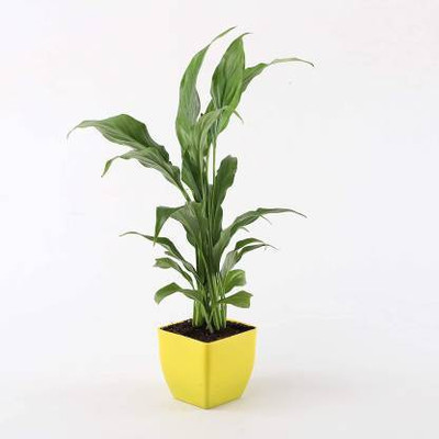 WB Wood Gibbs Two Layer Bamboo Plant(Pack of 1)