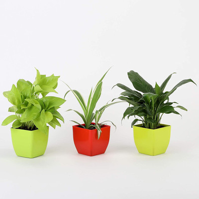 TreeLand Money Plant(Hybrid, Pack of 3)