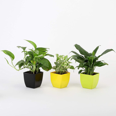 LivePlant Money Plant(Hybrid, Pack of 3)