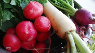 VNR Hybrid Radish Seed(150 per packet)