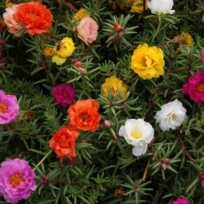 Paudha Portuluca Mixed / Rose Seed(75 per packet)