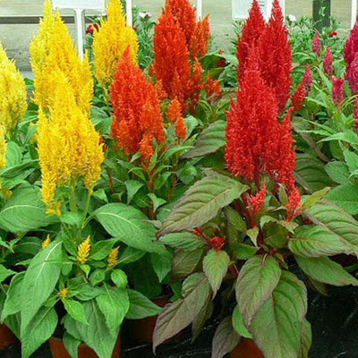 ZIXA Celosia Pulmosa Mixed Color Seed(100 per packet)