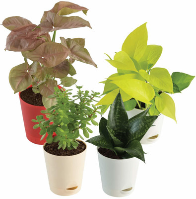 KUMUBON Syngonium Plant(Hybrid, Pack of 1)