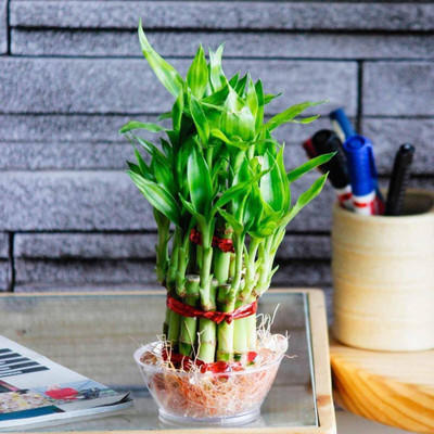 SMZ BRANDLINES Two Layer Bamboo Plant(Pack of 1)