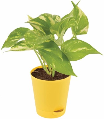 sealok Money Plant(Hybrid, Pack of 1)