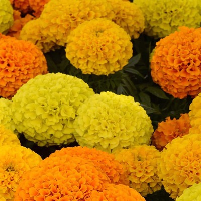 VibeX ® VLR-534 African Marigold Taishan F1 - Mix Seed(500 per packet)