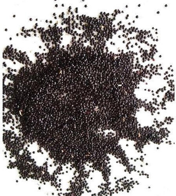LYRS Amaranth Seed(180 per packet)