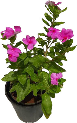 Ukanda Sadabahar/Periwinkle Plant(Hybrid, Pack of 1)