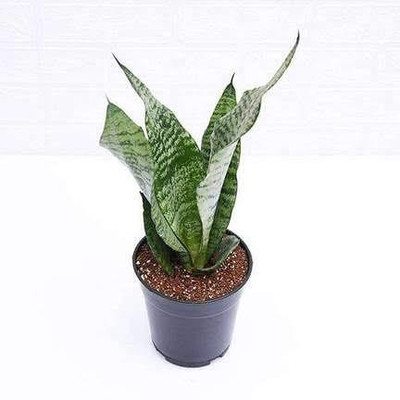 Cloud Farm Snake Plant(Hybrid, Pack of 1)