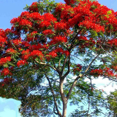 V Seed Red Organic Gulmohar Flower Seed Seed(400 per packet)