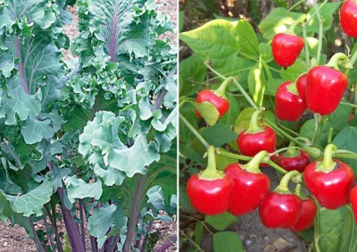 Antier Kale Red Russian and Chilli Red Pearl Queen Seed(100 per packet)