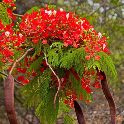 Greenwill Gulmohar Tree Seeds for Sale Seed(11 per packet)