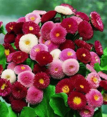 Mozette Daisy Mix Flower Seed(37 per packet)