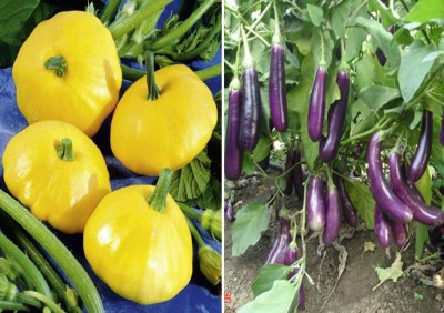 Antier Squash Pattypan and Purple Long Brinjal Seed(30 per packet)