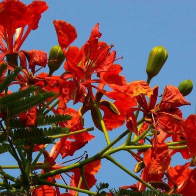 Sjeme Orange Gulmohar Flower Seed Seed(190 per packet)