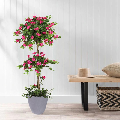 ABEFARIYA Bougainvillea Plant(Hybrid, Pack of 1)