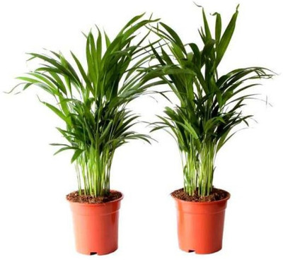 Cloud Farm Areca Plam(Hybrid, Pack of 2)