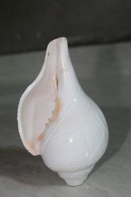 shreesetu Blowing Shankh(White)