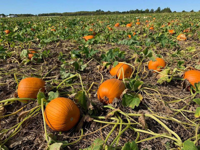 Paudha Pumpkin Kaddoo Seed(11 per packet)