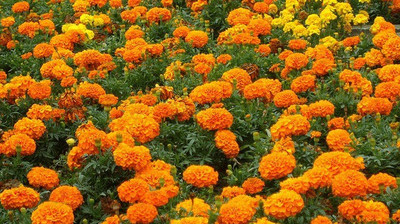 Paudha Marigold Gendaphool Mix Seed(14 per packet)