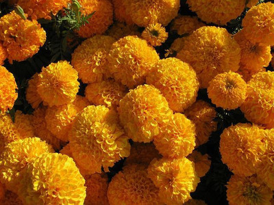 Paudha Marigold Gendaphool Mix Seed(14 per packet)