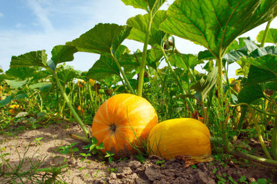 rmd Pumpkin Kaddoo Seed(11 per packet)