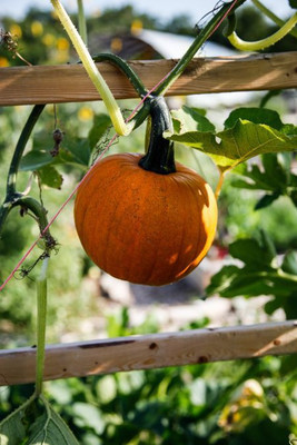 rmd Pumpkin Kaddoo Seed(51 per packet)