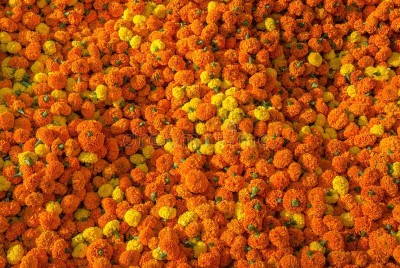 Paudha Marigold Gendaphool Mix Seed(33 per packet)