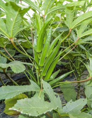 KEMORA lady finger seeds Seed(50 per packet)