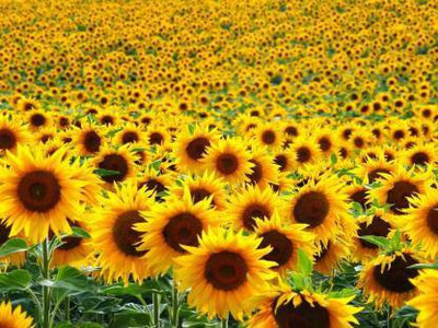 Vietrian Sunflower seeds Seed(100 per packet)