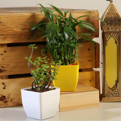 GHF Two Layer Bamboo Plant(Hybrid, Pack of 2)