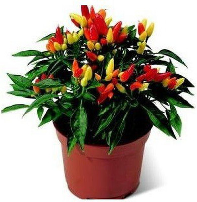VibeX ™ XX-252-HYBRID CHILLI SEED Seed(30 per packet)