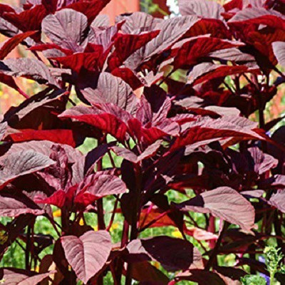 LYRS Hari Amaranth Chaulai Vegetable Seed Seed(150 per packet)