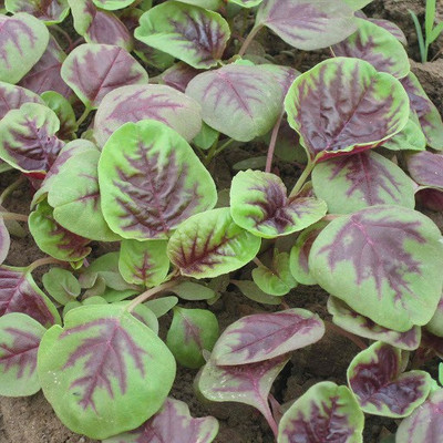 LYRS Lal Chaulai Red Amaranth Vegetable Seed Seed(160 per packet)