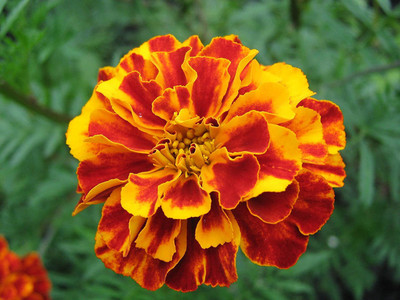Paudha Marigold Scarlet Red Seed(27 per packet)