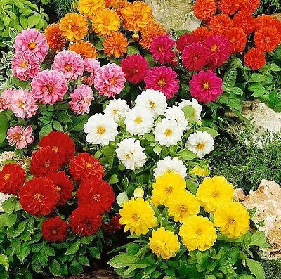 ginnienterpris Dahlia Double Figaro Mix Seed(170 per packet)