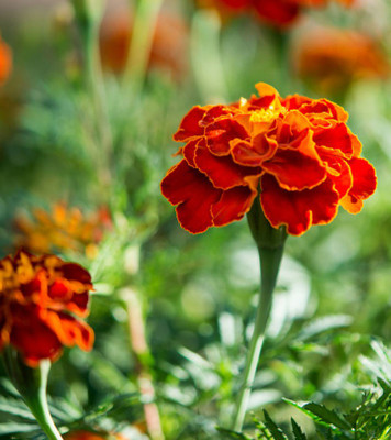 Paudha Marigold Scarlet Red Seed(27 per packet)