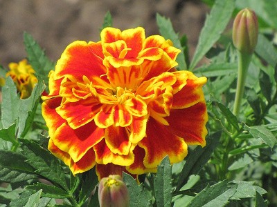 XOLDA Marigold Scarlet Red Seed(55 per packet)