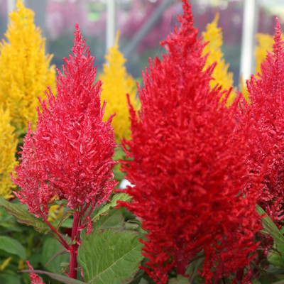 ZIXA COLORFUL Mixed CELOSIA Flower Seed(100 per packet)