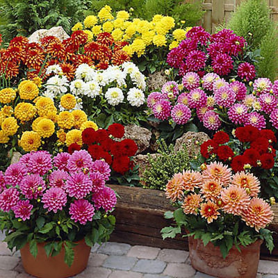 XOLDA Dahlia Double Figaro Mix Seed(20 per packet)