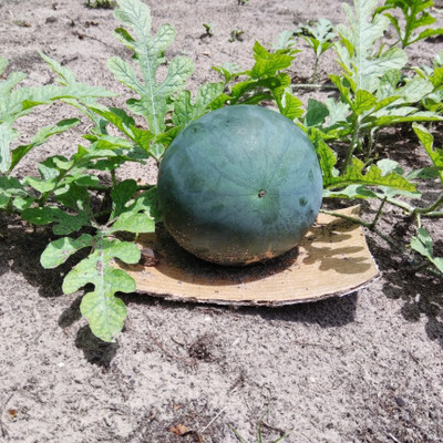 XOLDA Watermelon Seed(15 per packet)