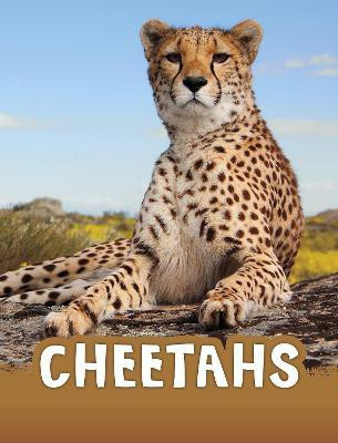 Cheetahs(English, Paperback, Jaycox Jaclyn)