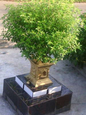 PB honey priya plant Tulsi Plant(Hybrid, Pack of 1)