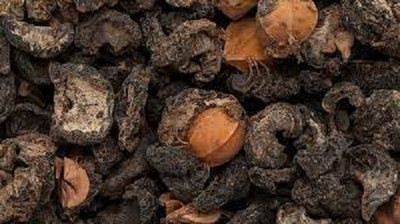 Sjeme Aamla / Amla Seed Seed(20 per packet)