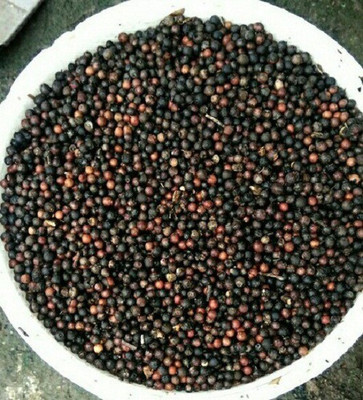 Sjeme White Chandan Seed Seed(45 per packet)