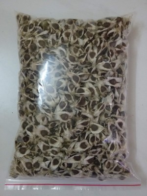 SM Exports PKM1 Moringa / Drumstick Seeds for Cultivation Seed(20 per packet)