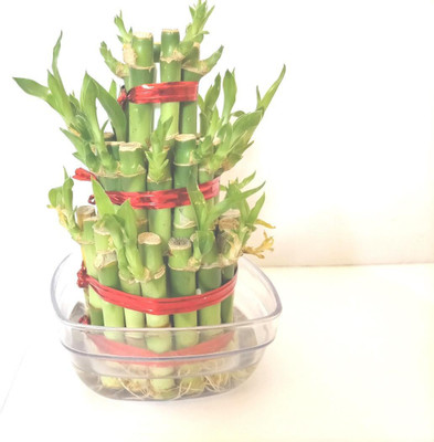 Plantzoin Three Layer Bamboo Plant(Pack of 1)