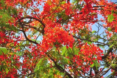Plantzoin Flame Tree Plant(Pack of 1)