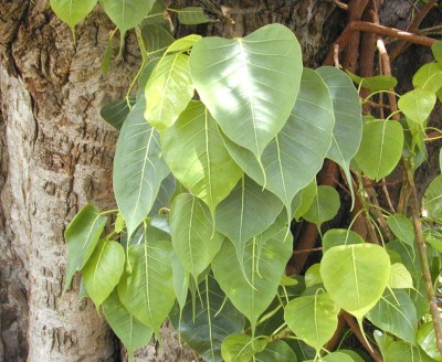 Plantzoin Ficus Plant(Pack of 1)